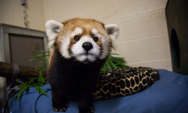 PANDAmonium!